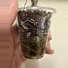 plant/Hoya Fungii with new growth point-2-thumbnail