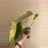 plant/Variegated burle Marx philodendron-0-thumbnail