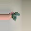 plant/Hoya Latifolia 'MRH' #9036-4-thumbnail
