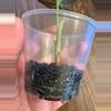plant/Alocasia Regal Shield Aurea-2-thumbnail