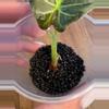 plant/Alocasia Regal Shield Aurea-1-thumbnail
