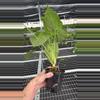 heat_pack/Schismatoglottis sp. 4” pot growers choice-1-thumbnail