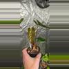 plant/Anthurium (FTG Crystal x Papi) x pinkleyi-1-thumbnail