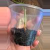 plant/Alocasia Regal Shield Aurea-3-thumbnail