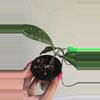 plant/Hoya sp Java Splash #8300-4-thumbnail