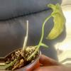 plant/Philodendron mottled dragon-2-thumbnail