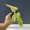 plant/Philodendron, golden dragon, mint variegated-0-thumbnail