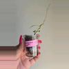 plant/Hoya Bakoensis Albo #9002-3-thumbnail