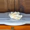plant/Pretty Shell-0-thumbnail