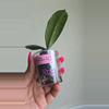 plant/Hoya 'Lorelai' (EPC 196 Mutation) #8073-4-thumbnail