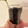 plant/Hoya dennisii frida-1-thumbnail