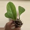 plant/Hoya Fungii with new growth point-0-thumbnail