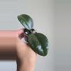 plant/🦄💖Hoya Wibergiae 'Pink Curl' (DMW-001-Q) #9053-5-thumbnail