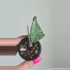 plant/Hoya sp Gunung Leuser 'Monohara'-3-thumbnail