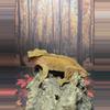 plant/Male breeder crested gecko-1-thumbnail