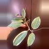 plant/Hoya macrophylla variegated-0-thumbnail