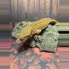 plant/Male breeder crested gecko-0-thumbnail