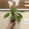plant/Hoya nervosa mother plant-0-thumbnail
