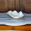 plant/Pretty Shell-1-thumbnail