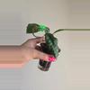 plant/Hoya sp Java Splash #8300-1-thumbnail