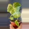 plant/Philodendron mottled dragon-0-thumbnail