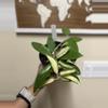 plant/Hoya Acuta inner variegated-0-thumbnail