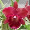 plant/Cattleya Blooming size-2-thumbnail