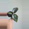 plant/🦄💖Hoya Wibergiae 'Pink Crush' (DMW-001-U) #9054-1-thumbnail