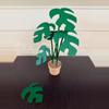 plant/Green Tetrasperma Coaster Set-1-thumbnail