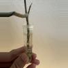 plant/Hoya clemensiorum with new growth point!-2-thumbnail