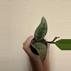plant/Hoya silver moon/AH 074-1-thumbnail