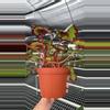 plant/Begonia Harmony Heartbreaker-1-thumbnail