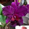 plant/Cattleya Blooming size-0-thumbnail