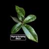 plant/Hoya sp Gumpang AA001 #8337 🦆Ugly Duckling Deal🦆 scroll for mama pic😅-4-thumbnail