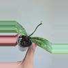 plant/Hoya 'Lorelai' (EPC 196 Mutation) #8073-2-thumbnail