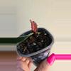 plant/Hoya Sulawesiana Albo in swp-2-thumbnail