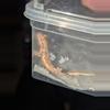 plant/Lilly white 66% het axanthic-1-thumbnail