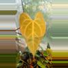 free_shipping/Complex hybrid (ADD ON ONLY)-2-thumbnail
