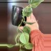 plant/Variegated heart leaf-1-thumbnail