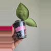 plant/🦄💖Hoya Wibergiae 'Pink Crush' (DMW-001-U) #9054-3-thumbnail