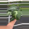 heat_pack/Schismatoglottis sp. 4” pot growers choice-0-thumbnail