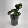 plant/Hoya Compacta ‘Deep Green’-0-thumbnail