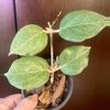 plant/Hoya fitchii large leaf-0-thumbnail