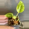 plant/Monstera standleyana aurea-0-thumbnail