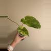 plant/Variegated burle Marx philodendron-1-thumbnail