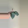 plant/Hoya Latifolia 'MRH' #9036-0-thumbnail