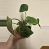 plant/Anthurium bessiae x unknown (growers choice)-1-thumbnail