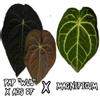 plant/1 seedling 1-2 leaf sprout-0-thumbnail