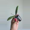 plant/Hoya 'Lorelai' (EPC 196 Mutation) #8073-6-thumbnail