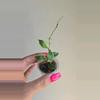 plant/Hoya Bakoensis Albo #9002-0-thumbnail